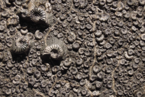 3 Fatal Flaws That Completely Destroy Evolution