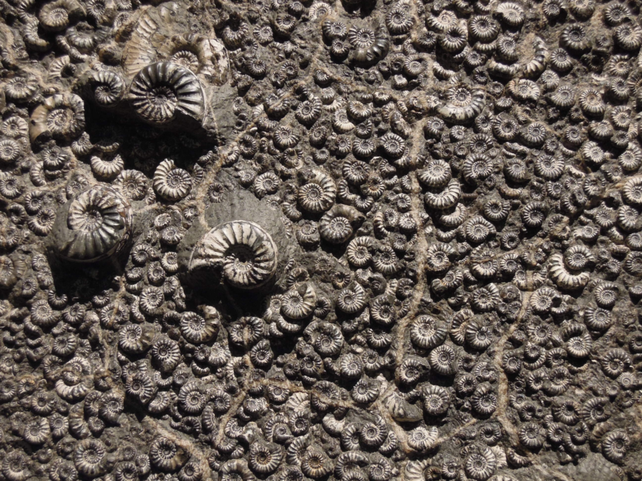 3 Fatal Flaws That Completely Destroy Evolution